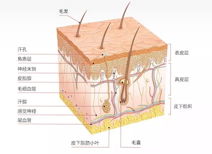 人体的免疫卫士